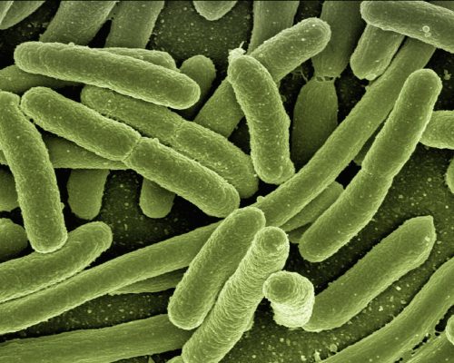 koli-bacteria-gec0dde736_1920